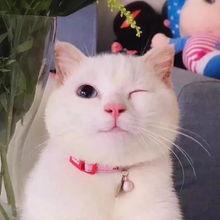 娱乐吃瓜酱猫糊糊,揭秘“酱猫糊糊”背后的故事  第1张