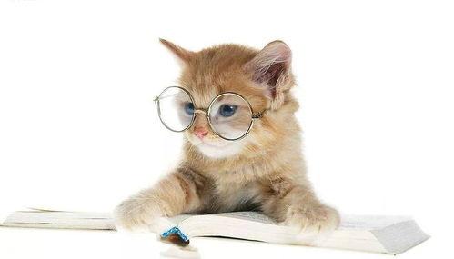 娱乐吃瓜酱猫糊糊,揭秘“酱猫糊糊”背后的故事  第2张