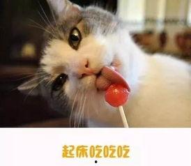 娱乐吃瓜酱猫糊糊,揭秘“酱猫糊糊”背后的故事  第3张