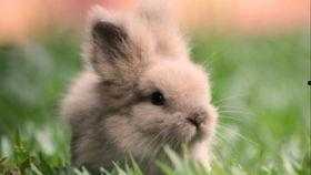 兔兔娱乐吃瓜,揭秘娱乐圈吃瓜背后的真相与趣味 第2张 兔兔娱乐吃瓜,揭秘娱乐圈吃瓜背后的真相与趣味 第2张