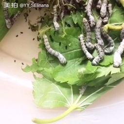 娱乐吃瓜酱蚕宝宝,揭秘娱乐圈那些不为人知的幕后故事  第3张